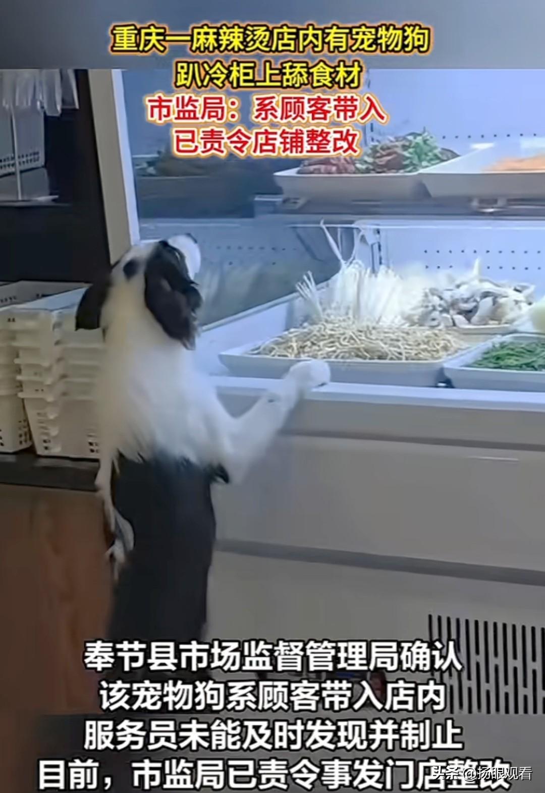 近日，重庆一麻辣烫店内有宠物狗趴冷柜上舔食材。市监局：系顾客带入已责令店铺整改，