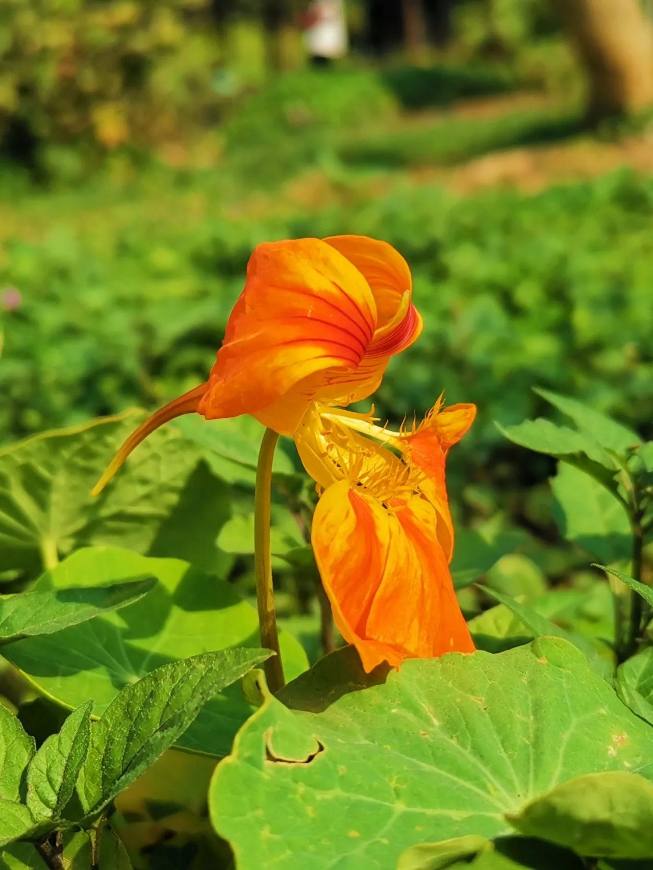 这花真是普通的不能再普通了，但你要是仔细观察它，认真欣赏它，感觉也很高贵、典雅！