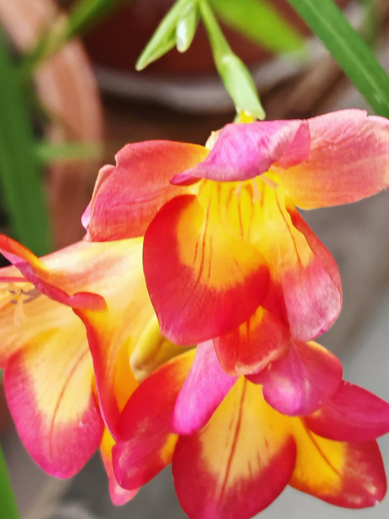 与痛风斗争的历程140
 
   今早起床，周身关节无任何痛感，状态如常。痛风管