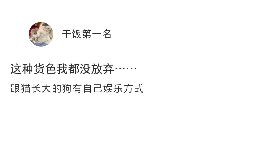 跟猫一起长大的狗有自己的娱乐方式 ​​​
