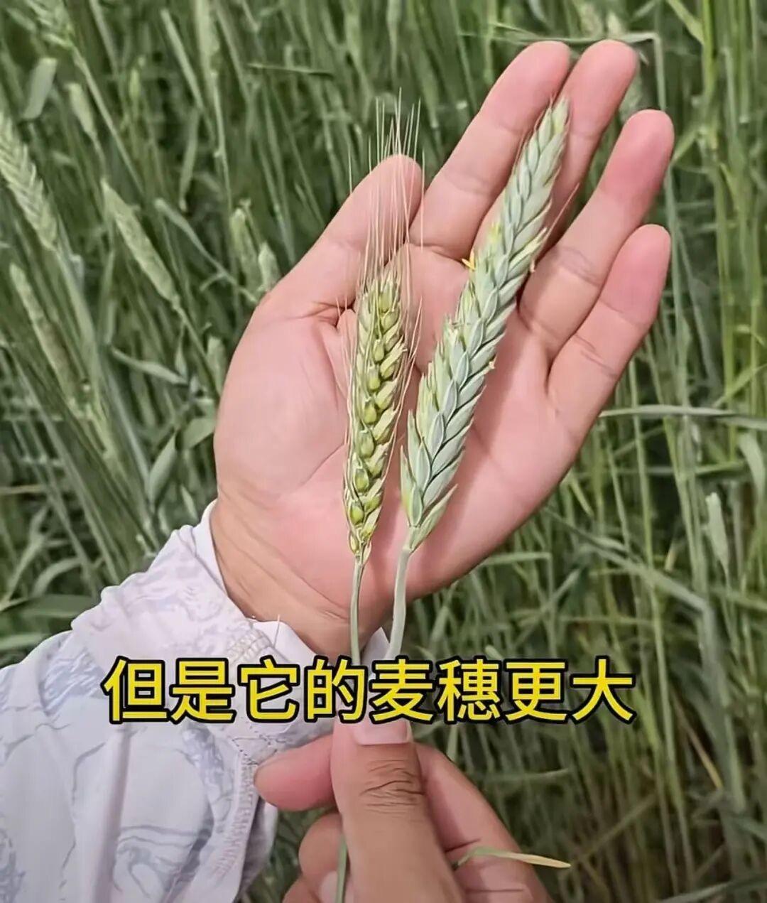 动容！当年曾让袁隆平院士挠头操心的邝翡婷博士，近日公开最新研究成果，没人想到，她