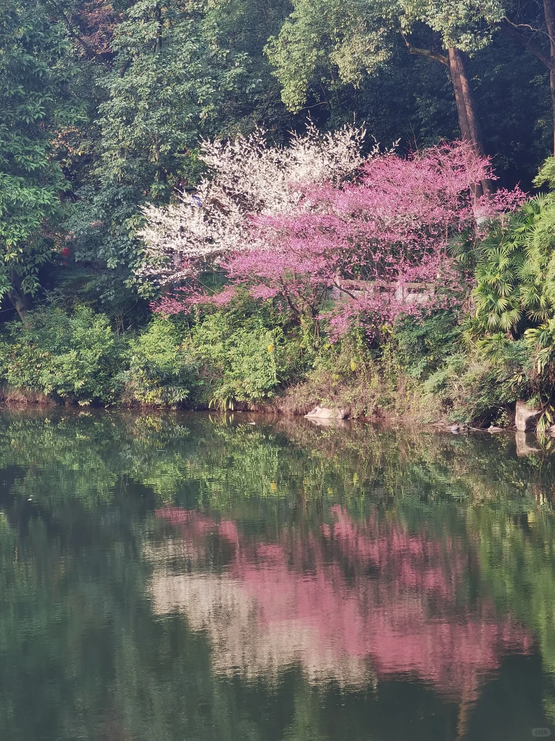 啊！重庆华岩寺的华岩湖边，并排有两棵梅花树，全都开花啦！一棵是白色的白...