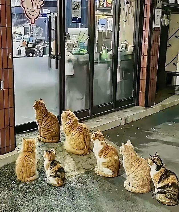 太治愈了！2026 年 4 月下旬起北京朝阳烤鸡店老板每晚打烊后，把剩余食材投喂