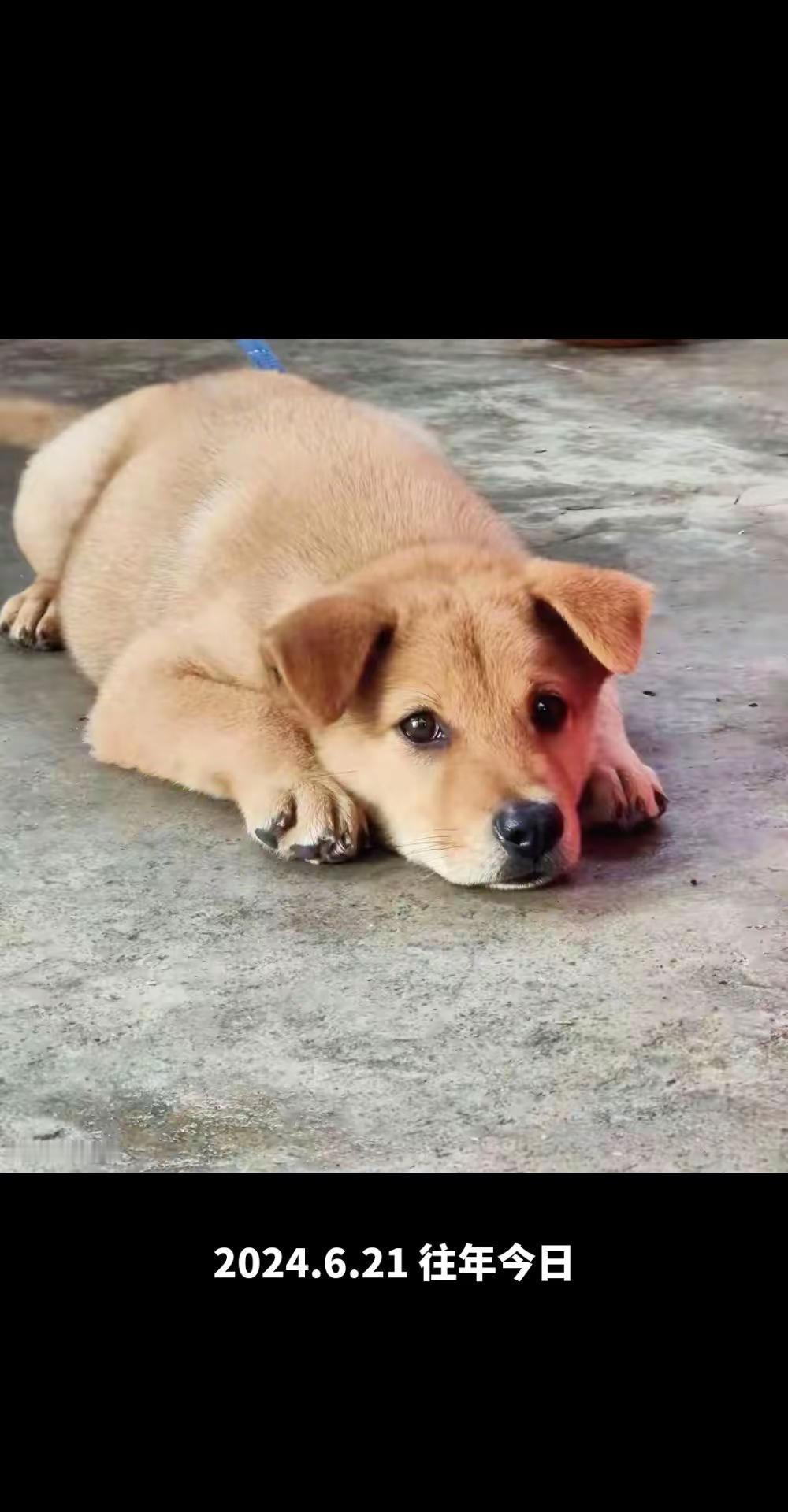 黄旺财 单纯小狗🐶 狗类情感表达