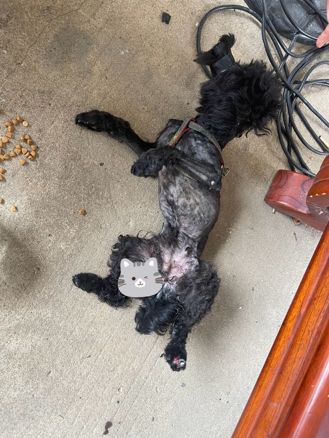 前不久小黑的伤口才好，今天又添新伤被一群狗群殴 蛋蛋差点被扯出来了上次没用完的药