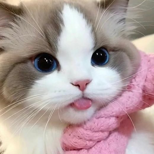 ໒꒰ྀི ˶> ˕ <˶꒱ྀི১ 