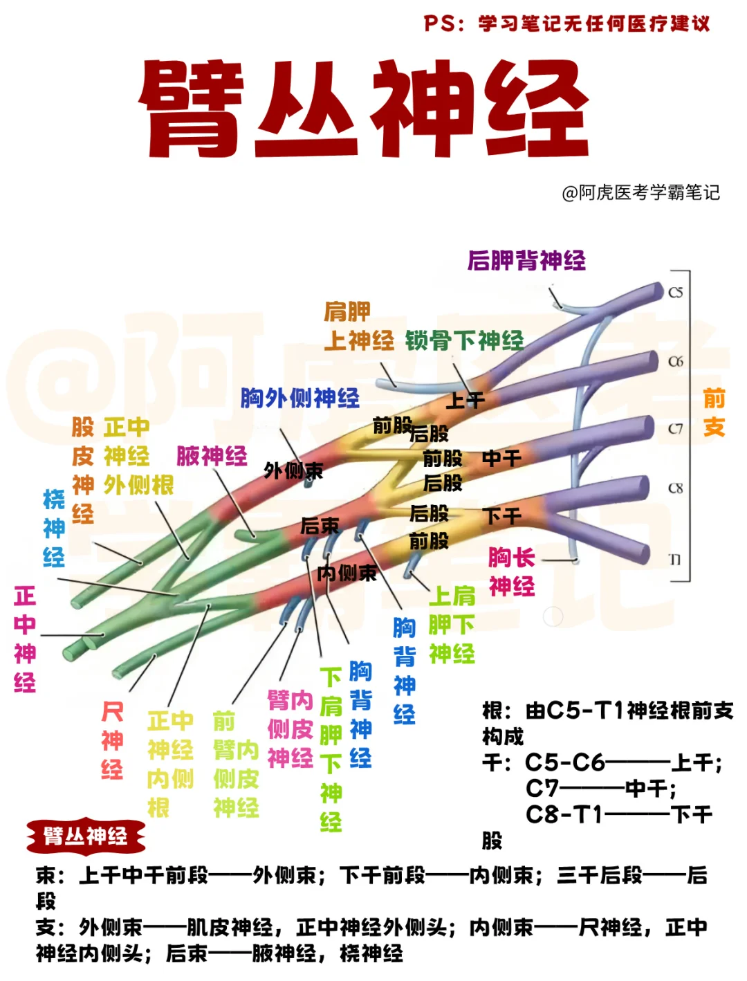 医学生笔记📒｜臂丛神经👆
