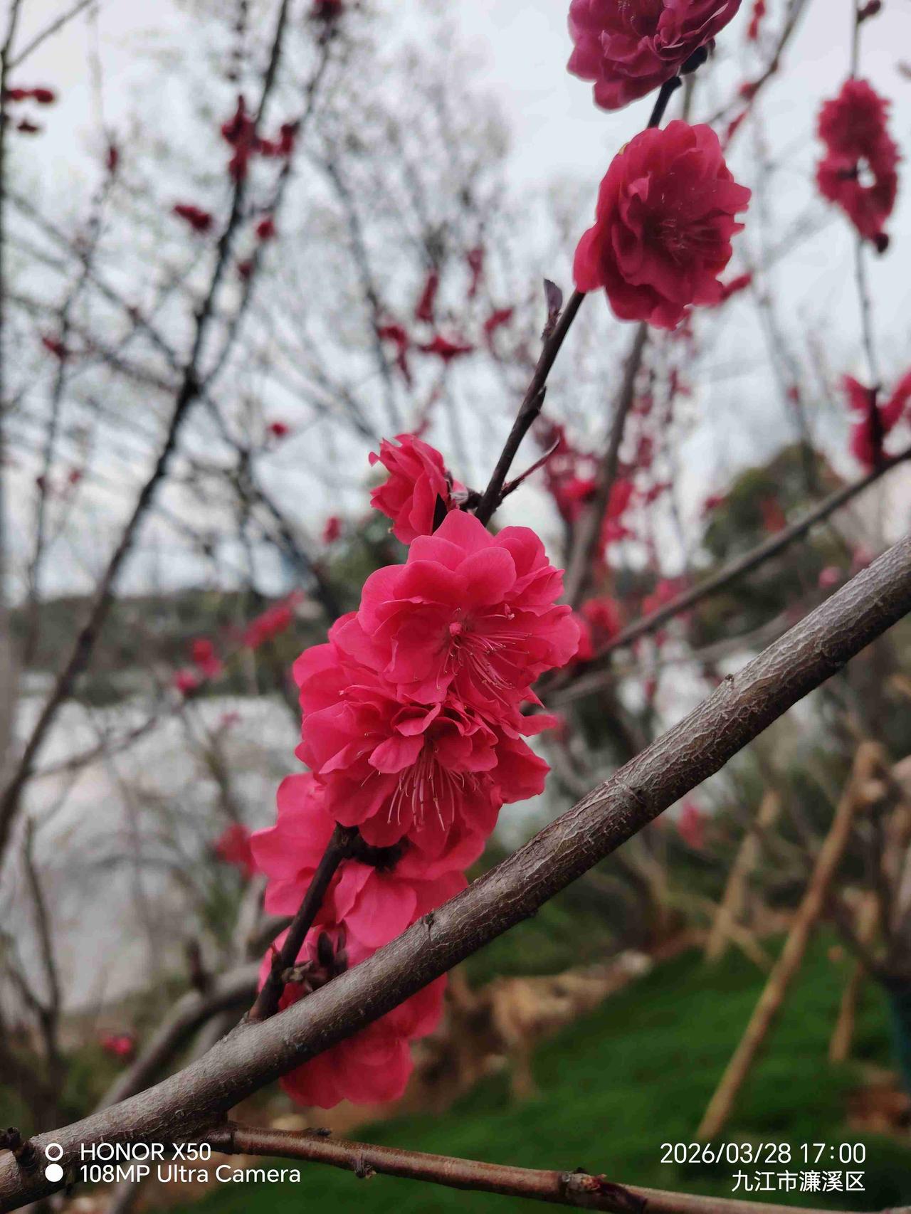 我的今日状态：😁轻松愉快
我这里的天气：🌤️多云3月28日江西九江长庆阁赏花