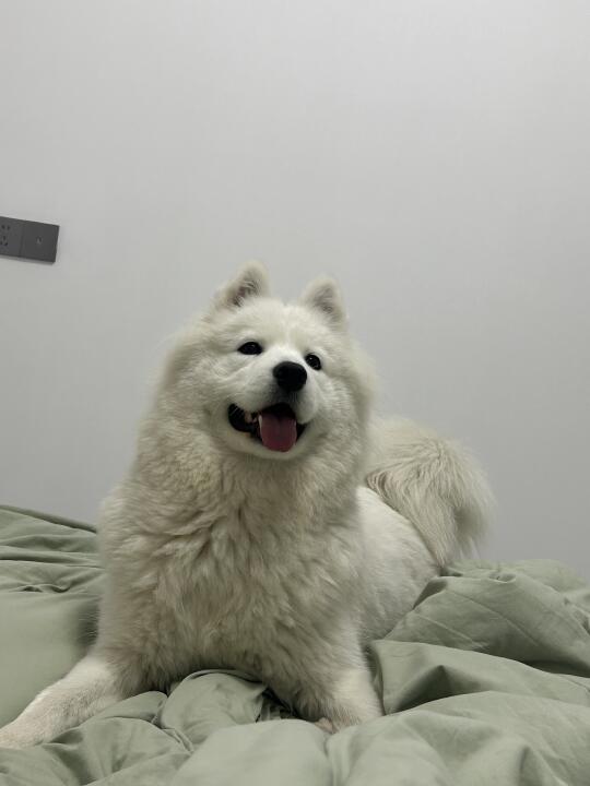是的，它在笑！🐶🐶🐶