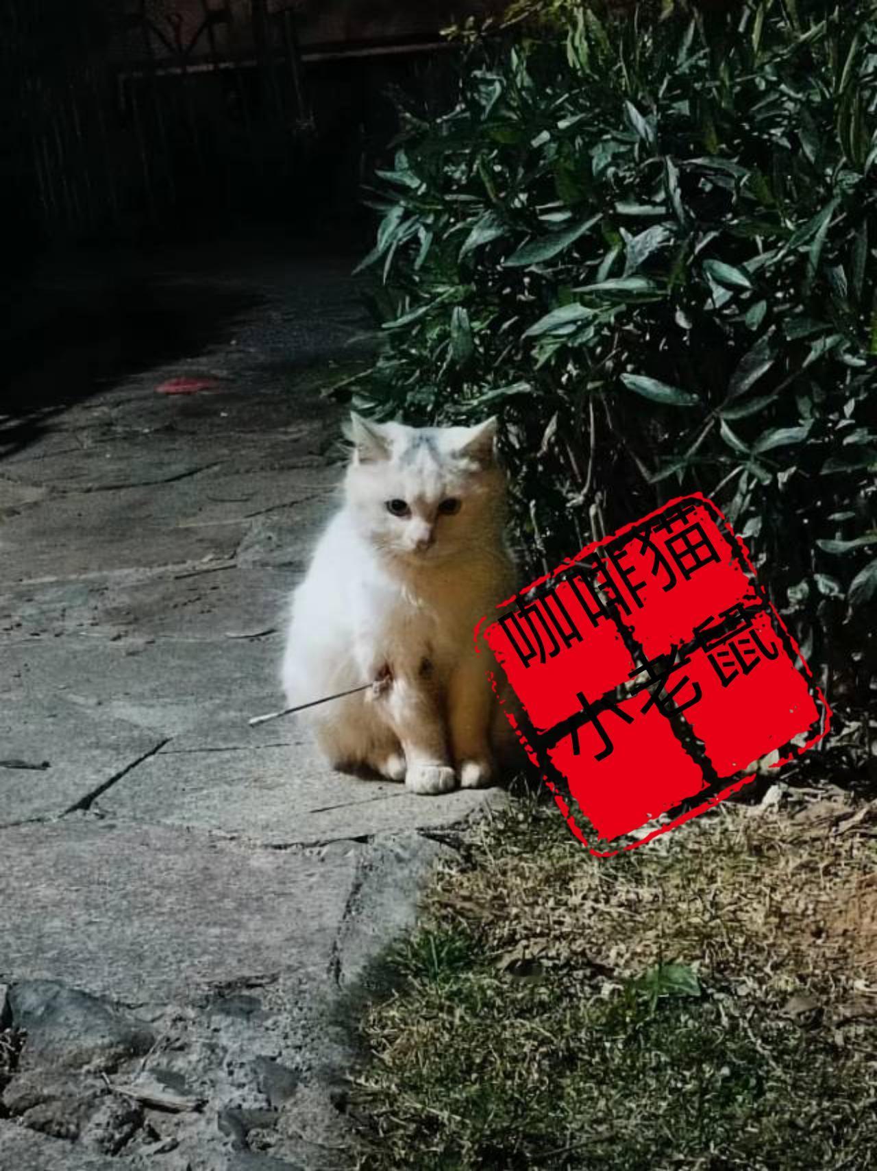 小区里面竟然有人将流浪猫当做是自己取乐的对象，用买来的弓箭射向了他们！
但是被他