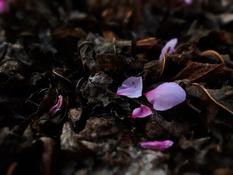 上联:   残花落尽春已暮，
下联：流水声鸣夏渐深。