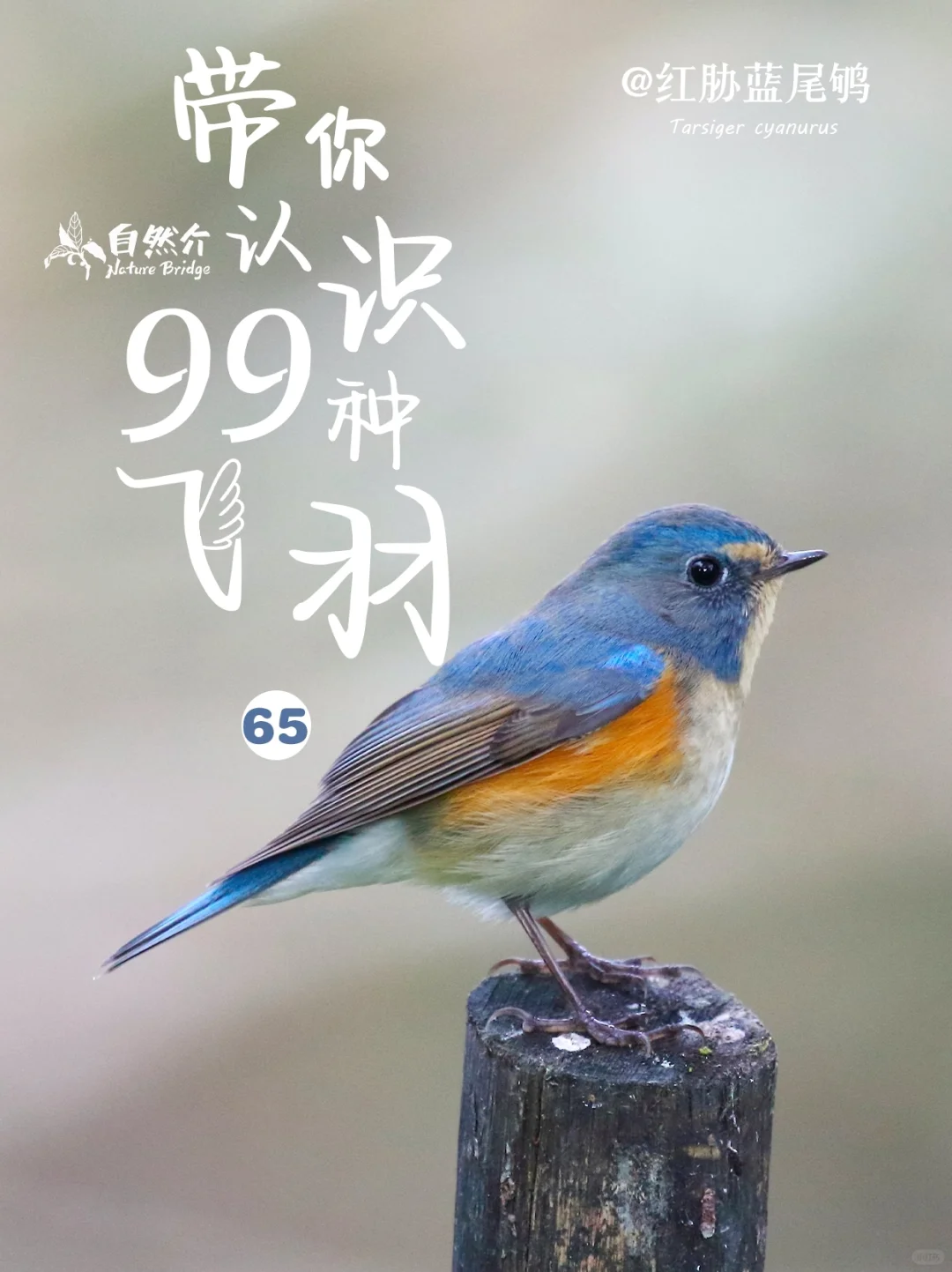 带你认识99种飞羽