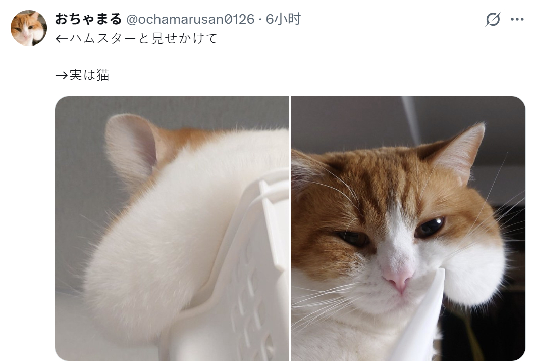 背面假装是仓鼠，其实是猫猫ଲ(ⓛ ω ⓛ)ଲ这优秀的腮帮子~流淌进了姨姨的心坎儿