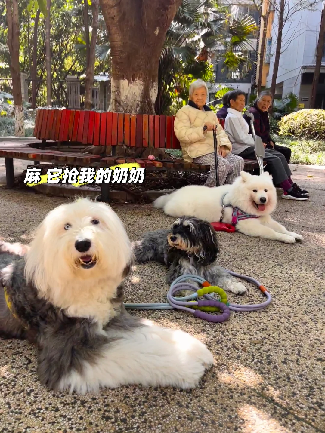 麻麻 它抢我的奶奶👵