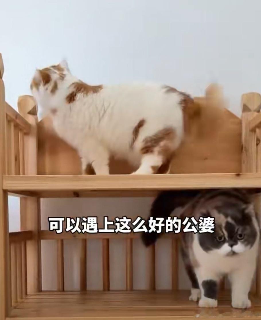 公公给儿媳的陪嫁猫做三层榫卯床看得我心里暖暖的[给你小心心][给你小心心][给你