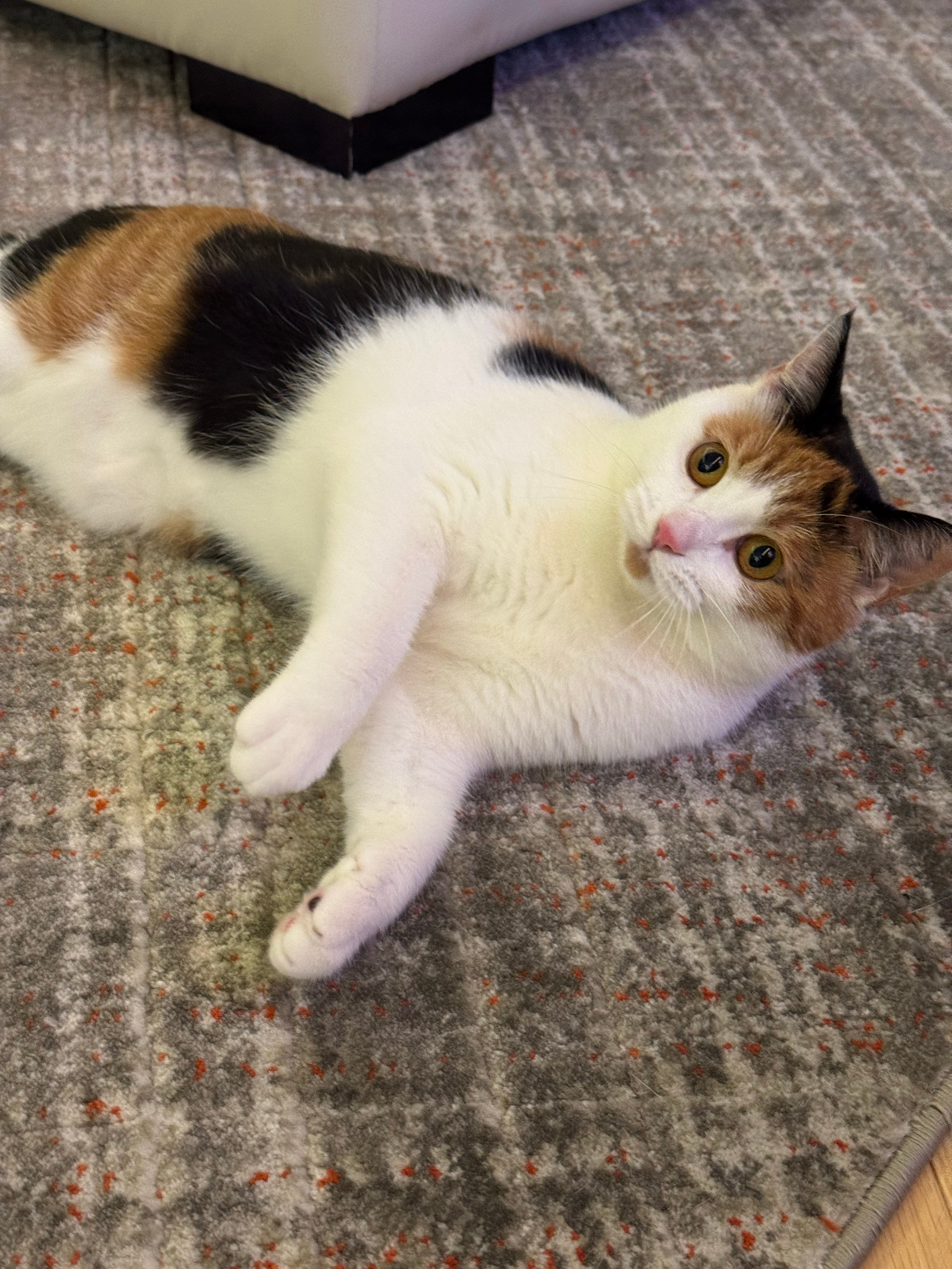 🐱猫 
