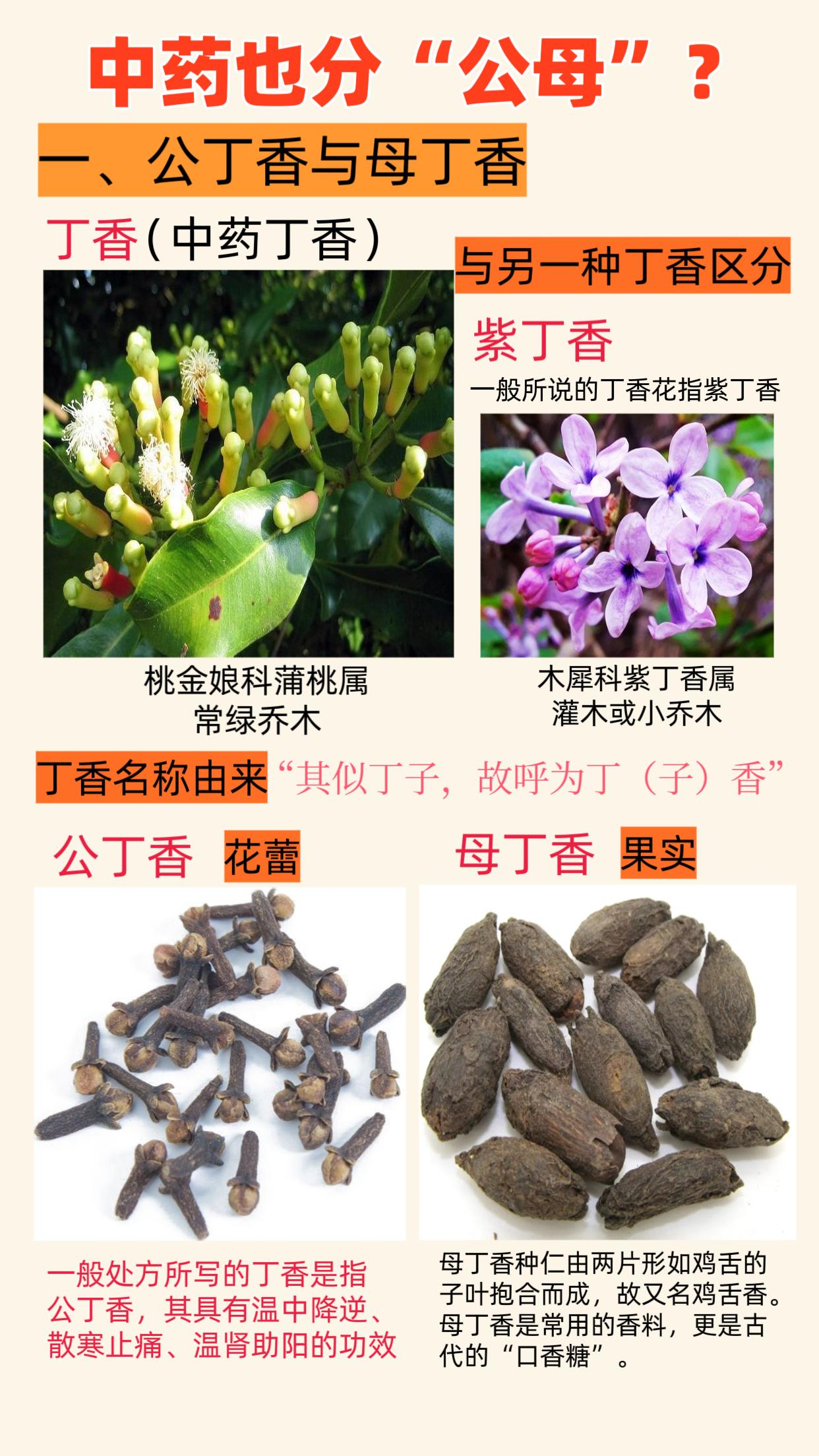中药也分公母？两张图告诉你答案。1公丁香与母丁香 2雄黄与雌黄