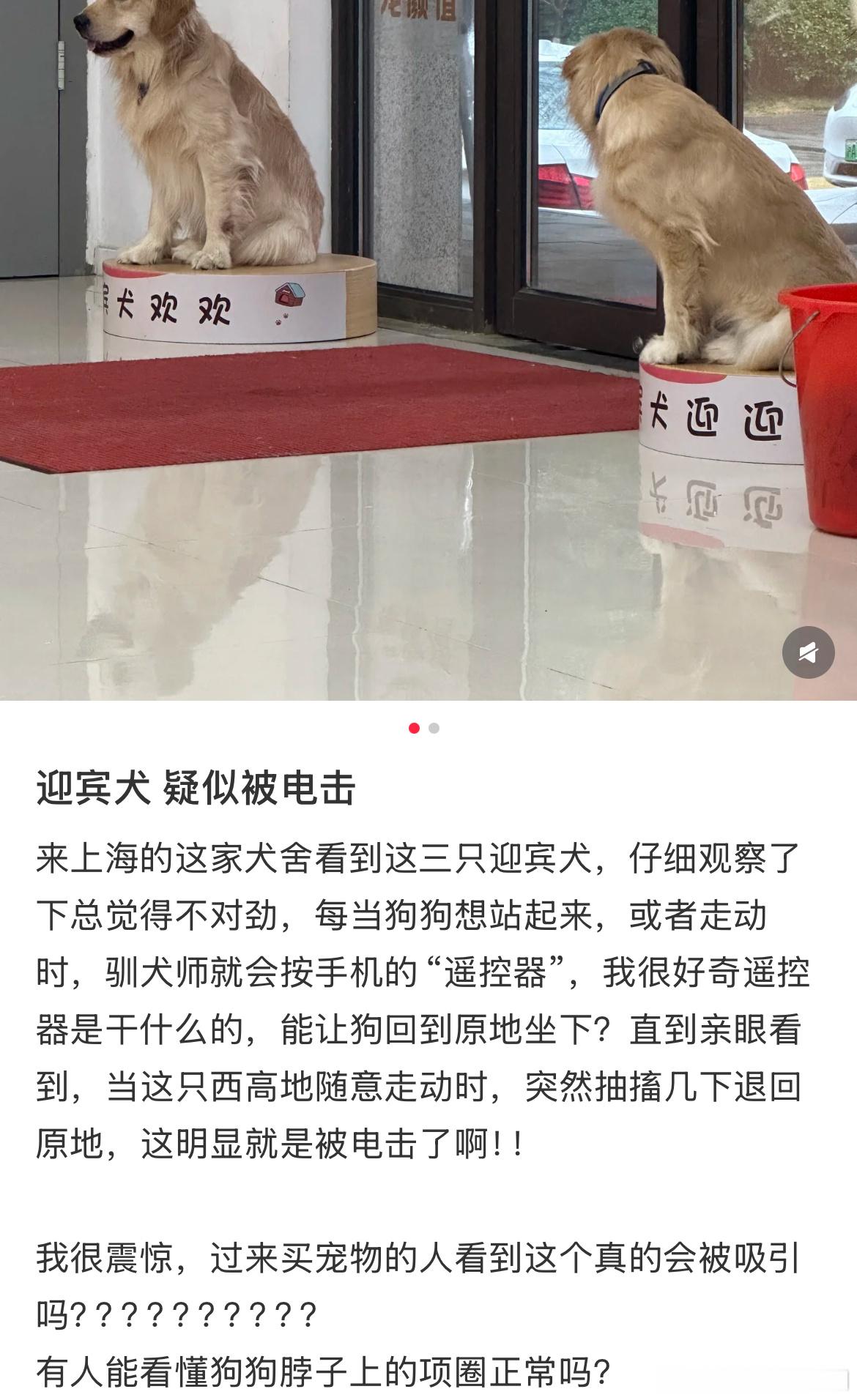 犬舍迎宾犬疑似被点击[失望] 