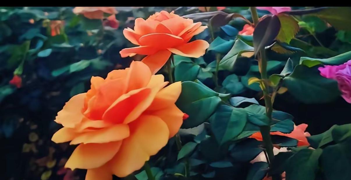 封仓旅游又失败昨天大涨的是老登，今天跳水的也是老登。所以，逢拉必减仓很少出错。今