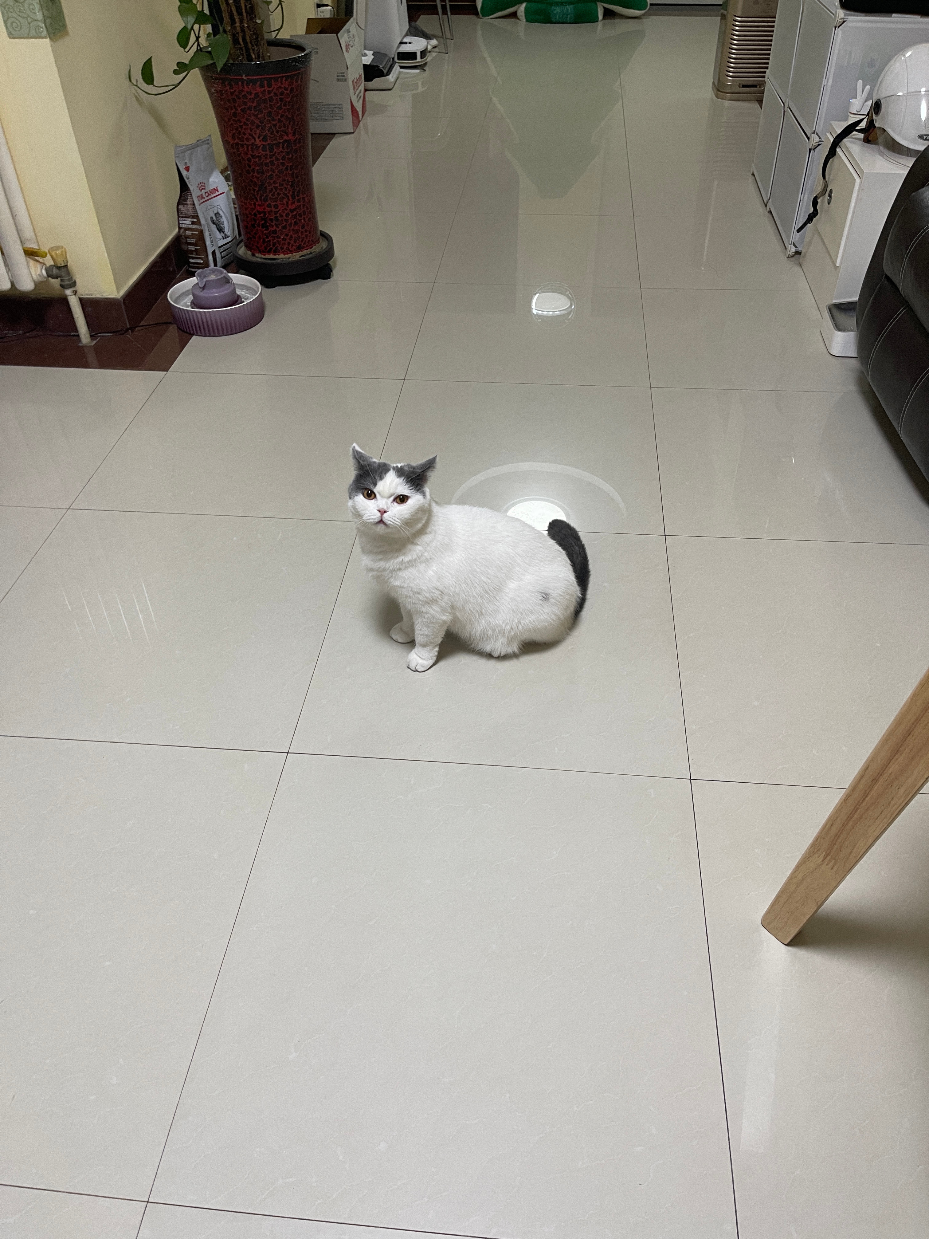 小猫从高处跳下来，或者从低处跳上来时，都会“嗯！”一声，是故意的还是必须发出这个
