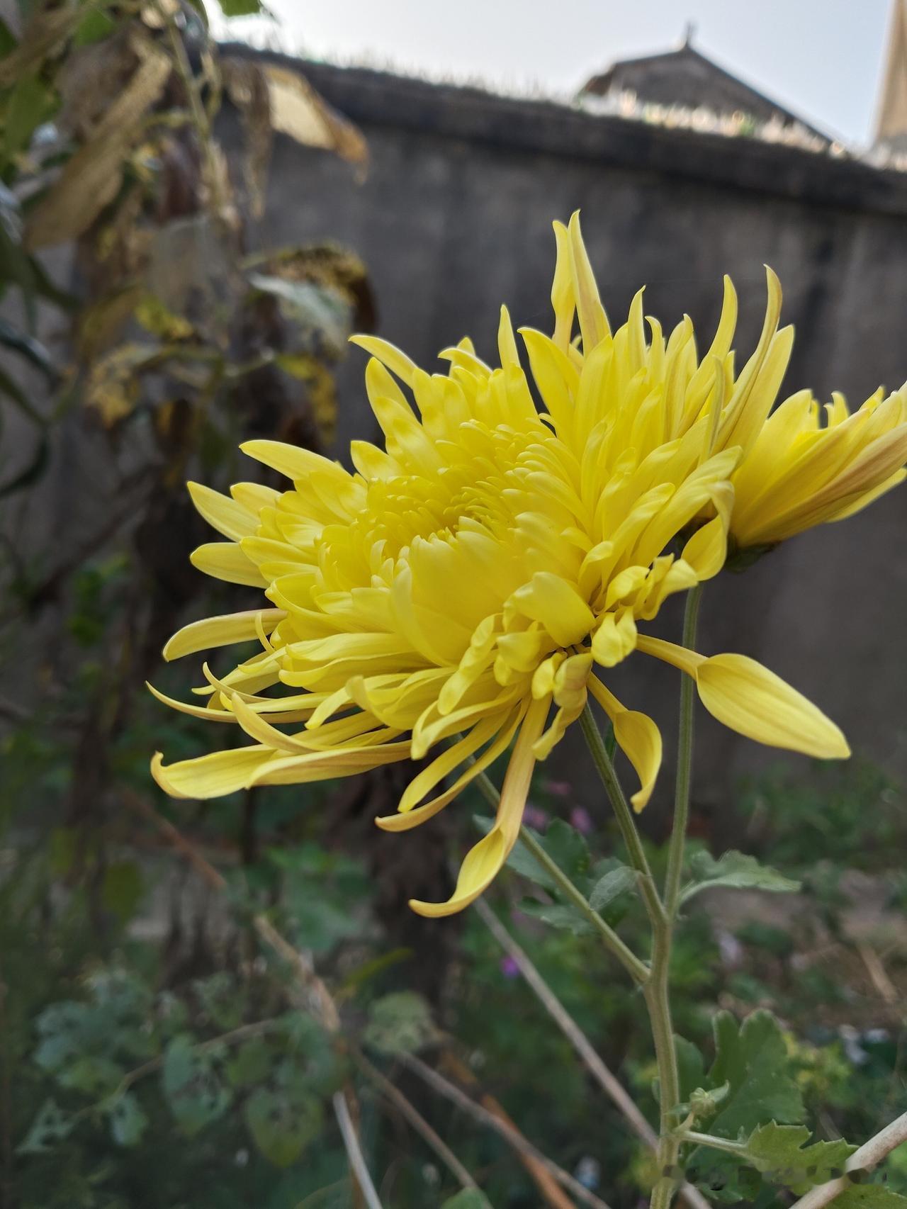 有趣的事：秋天到了，菊花开了，粉色的、黄色的菊花让人🎀前一亮！