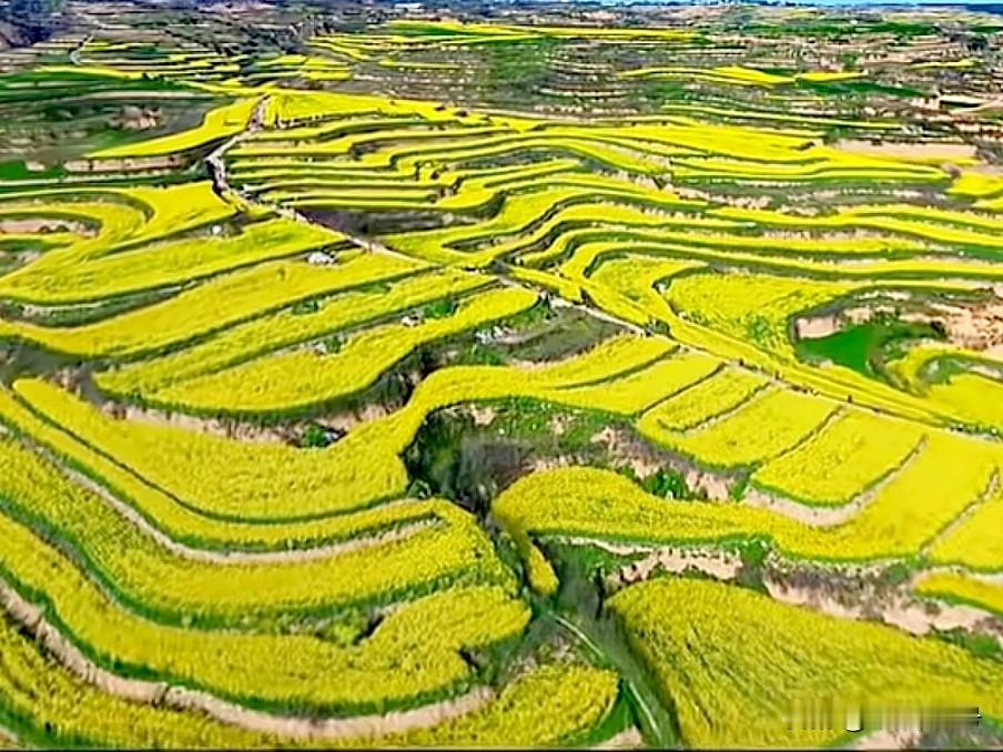 小王村为什么火了？这几天看油菜花的人山人海，把三原县大程镇小王村的原坡一带，挤满