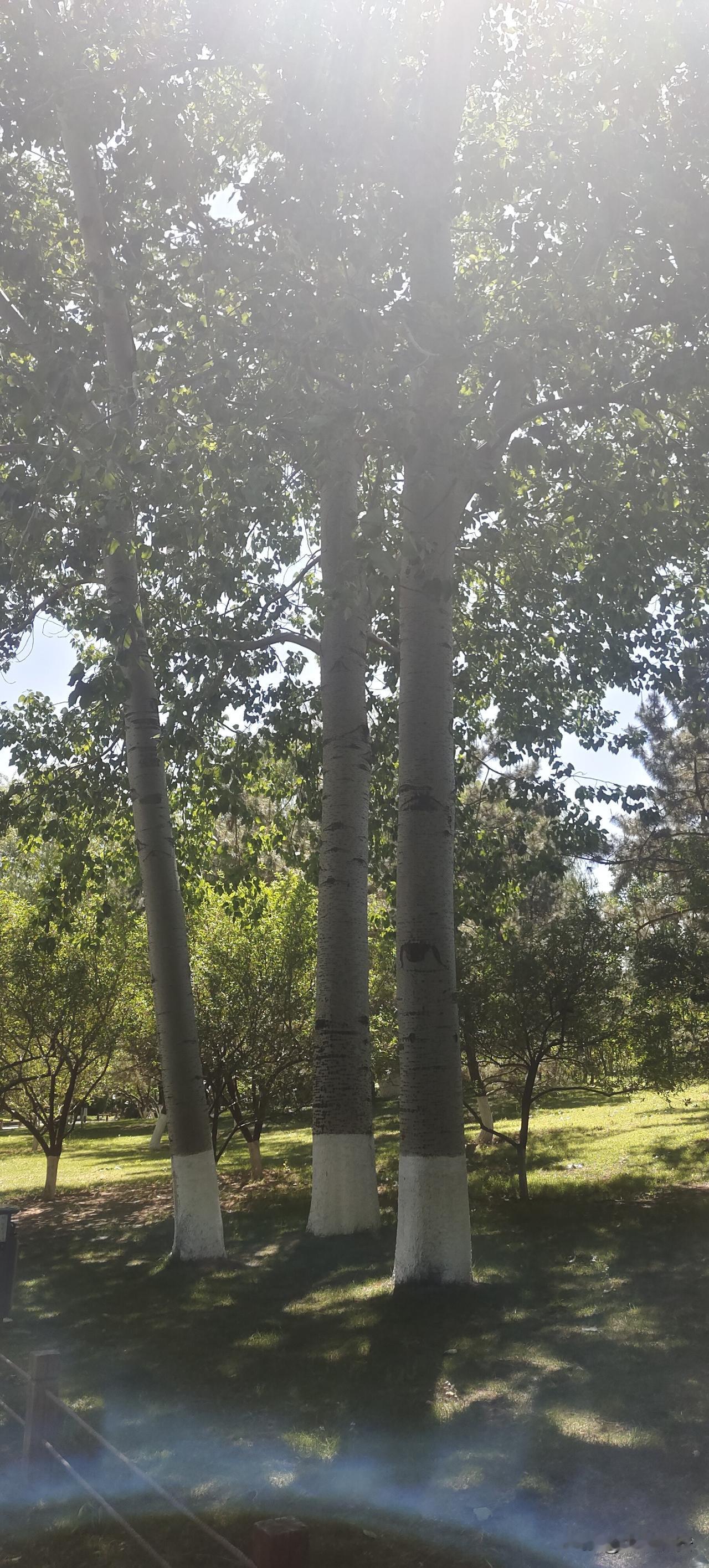 树，济南植物园！记载着一段感情，一段联想！第二故乡，青春年华！好同事，好朋友！