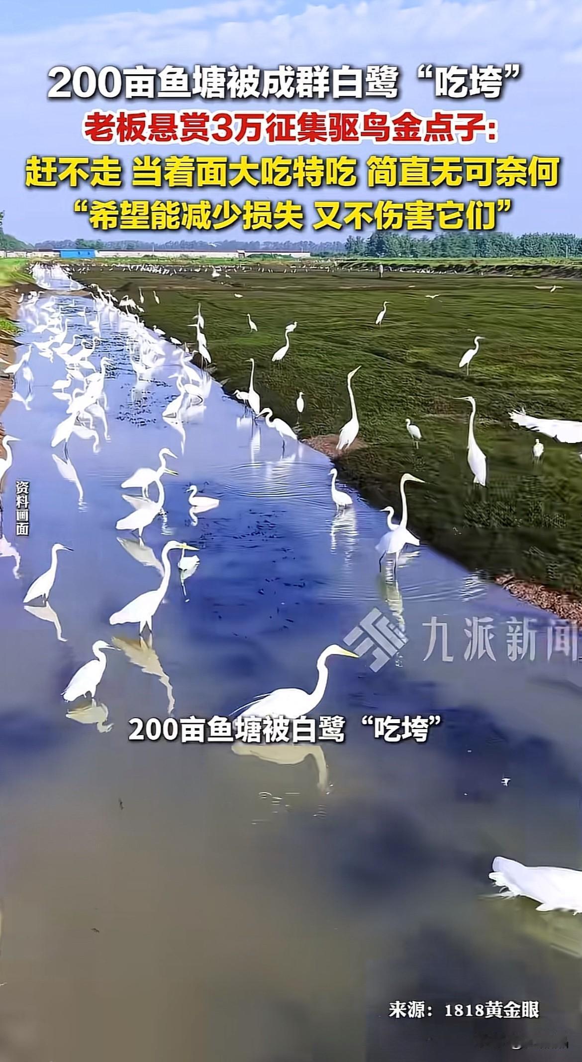 赚钱的机会来了！浙江湖州，200多亩鱼塘被白鹭吃垮，赶也赶不走，又不能伤害，老板
