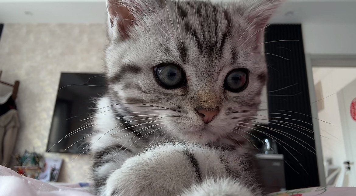 第一次看还有直角肩的小猫这也太可爱了，还会踹手然后把脑袋放上面 