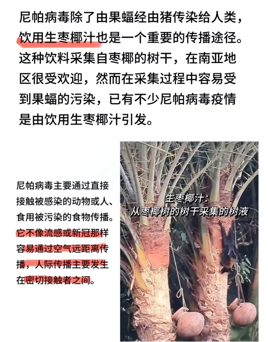 
        看到印度那个护士喝了口椰枣汁就染上尼帕病毒没了，真是让人头皮