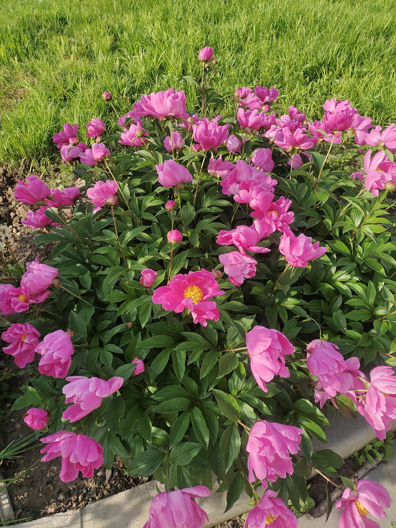 早上起来，满院花香。