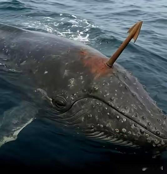 那个伤口，一百多年了。
这事儿想想就让人头皮发麻。
2007年，人们在一头巨大的