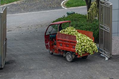 最近发现榨菜不好卖了，这背后原因还挺多。以前榨菜可是“下饭神器”，价格亲民，像乌