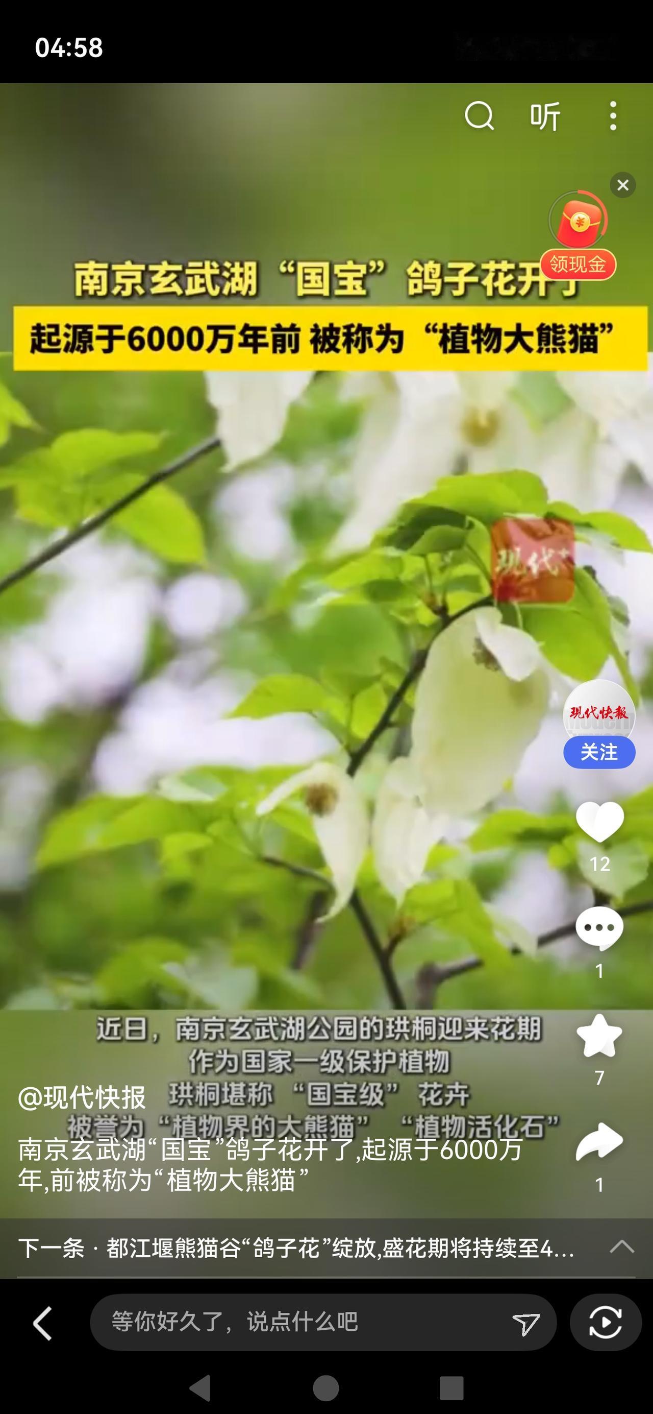 《南京玄武湖“国宝”鸽子花开了！网友：这颜值，是仙女的裙摆吧？》

南京玄武湖樱