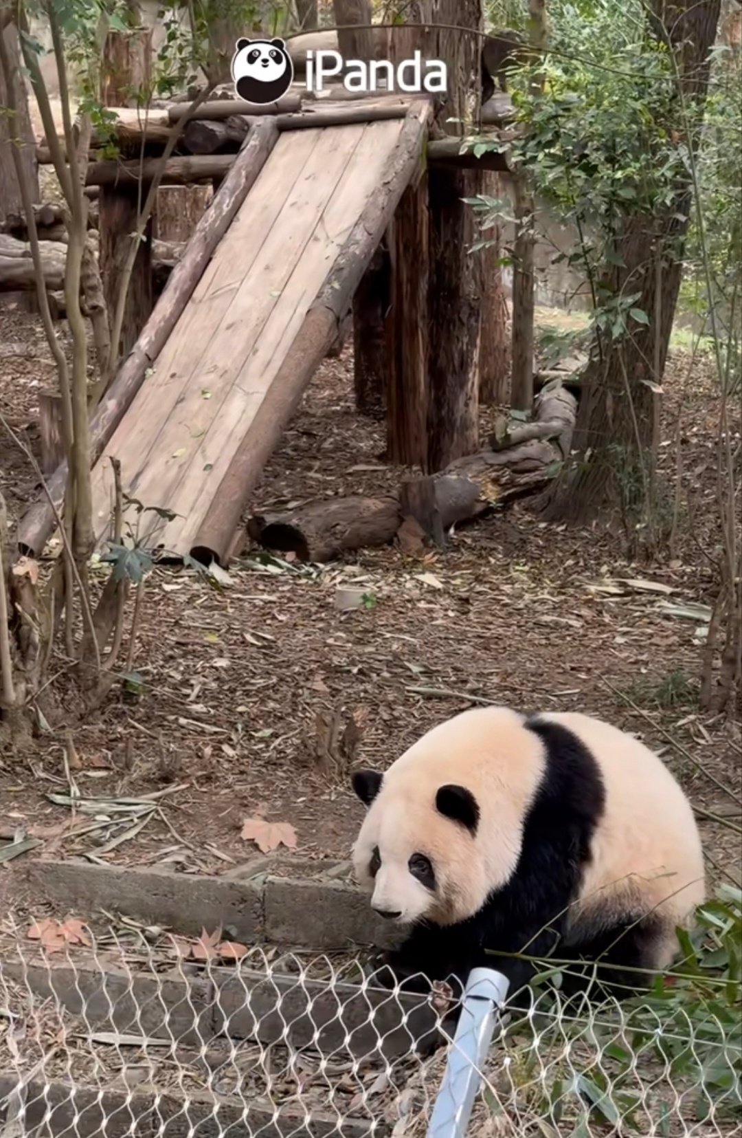 乖宝宝，乖宝宝，乖宝宝～大熊猫和花 