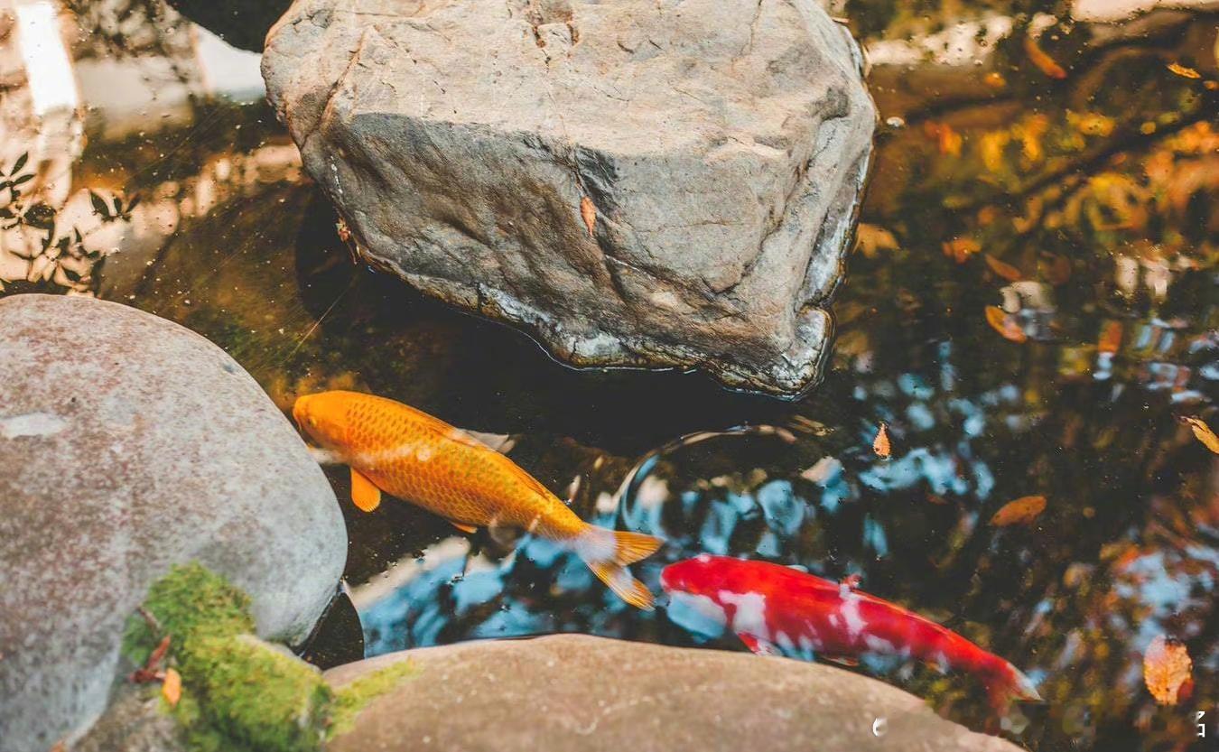 转走这对锦鲤，和你心爱的人成双成对，不离不弃。​​​​