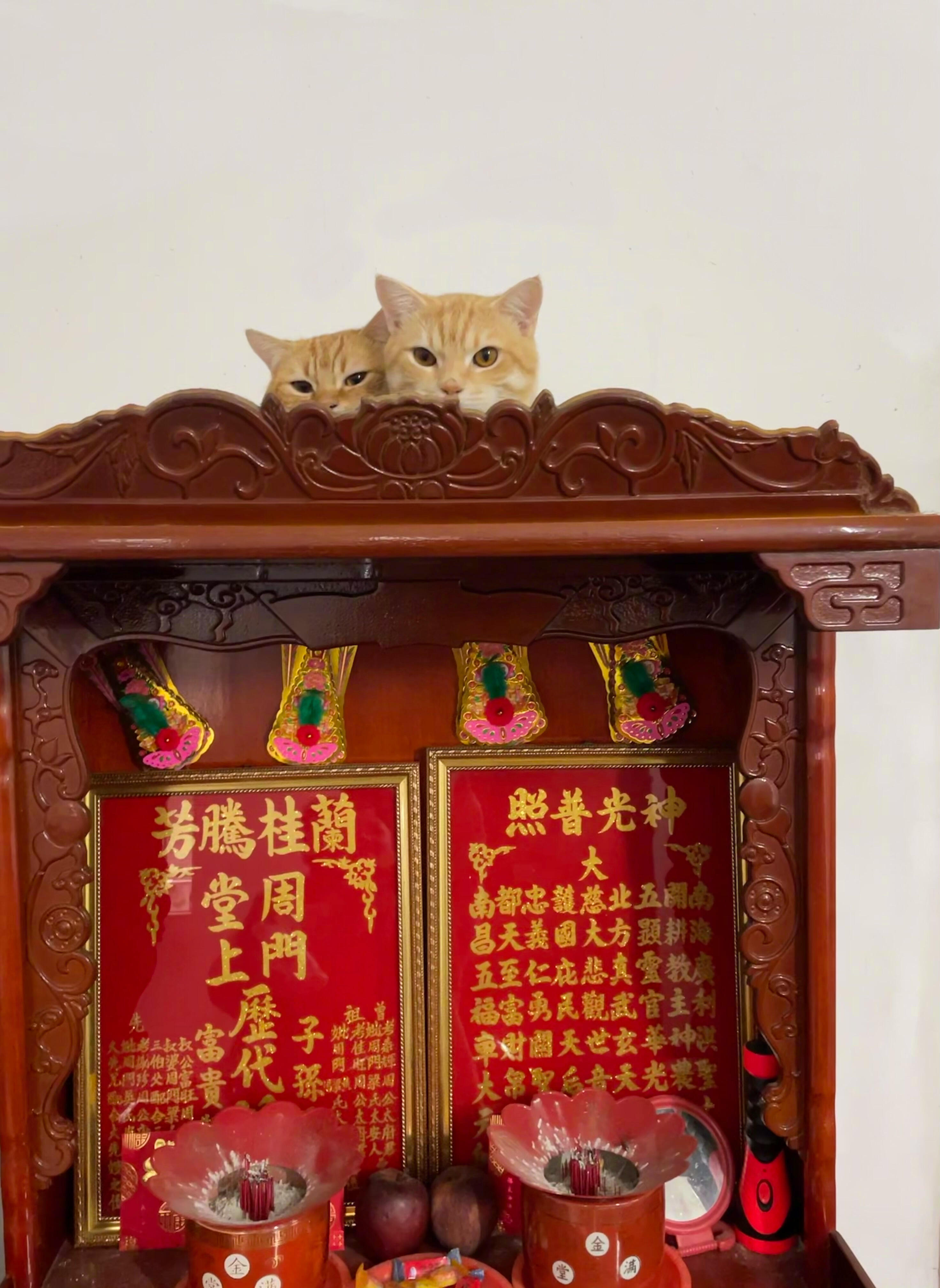 终于知道十二生肖为什么没猫了