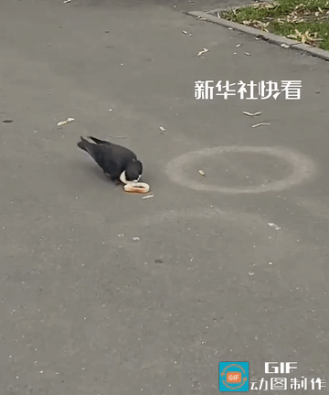这脑子太好使了！网友拍到一只鸽子在街头捡面包吃，吃了以后发现地上还有好几个面包圈