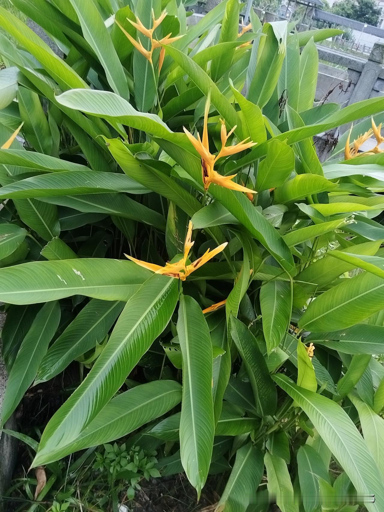 早安！当第一缕晨光穿透窗帘的缝隙，轻轻吻上你的眼睑，新的一天就在这份温柔的唤醒中