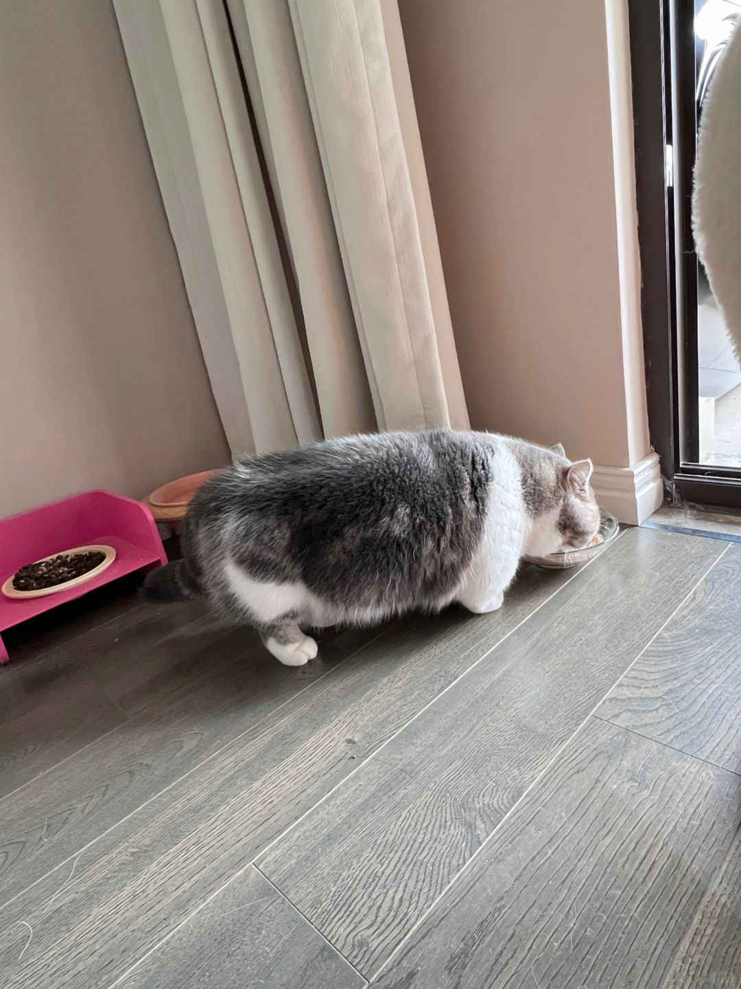 这下谁还分得清猫和板凳啊😧