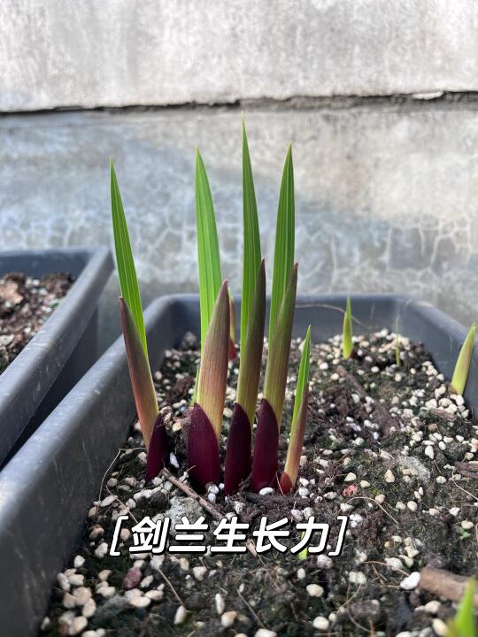 一个球五支剑