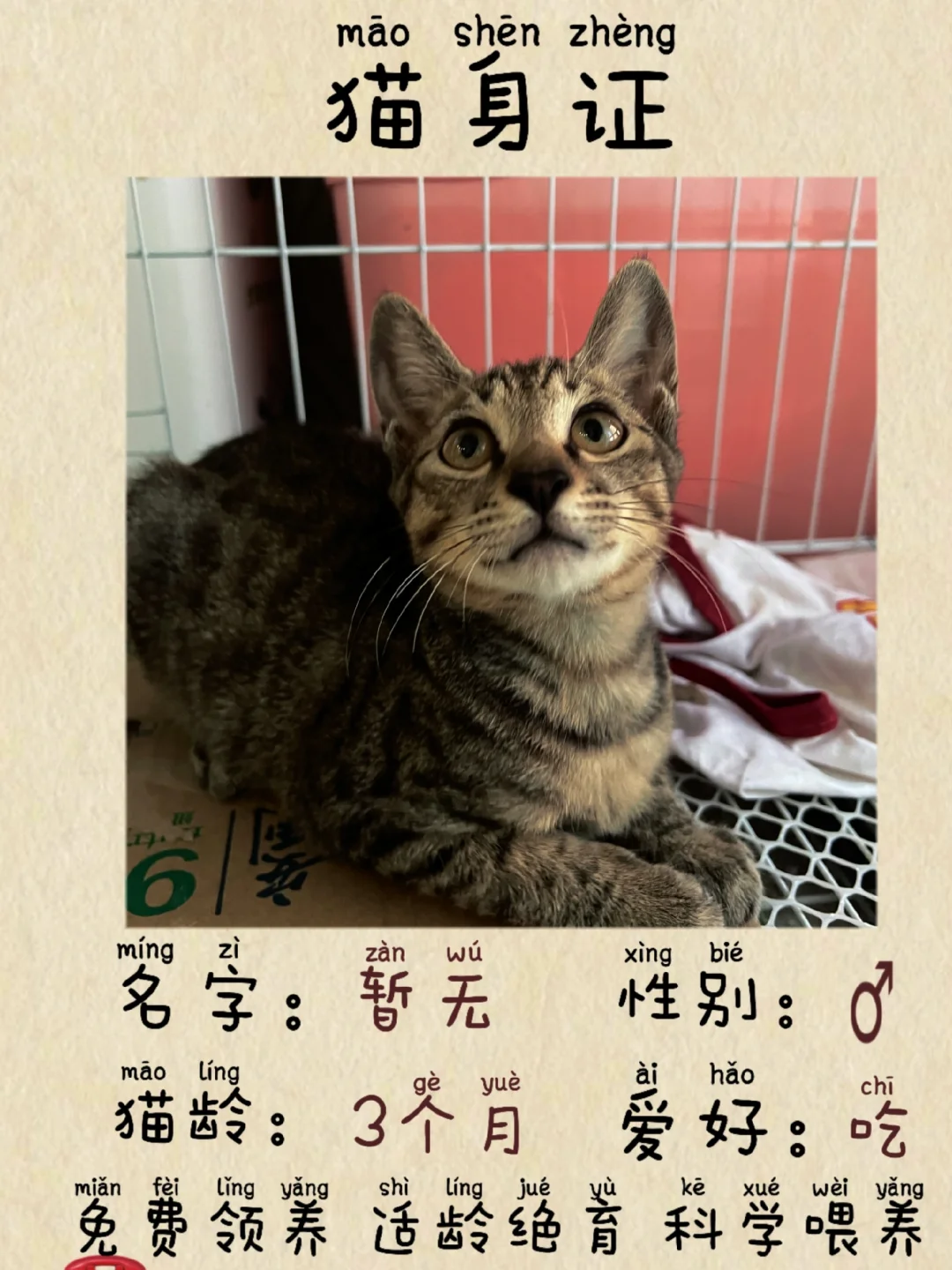 没人要只能放归了
