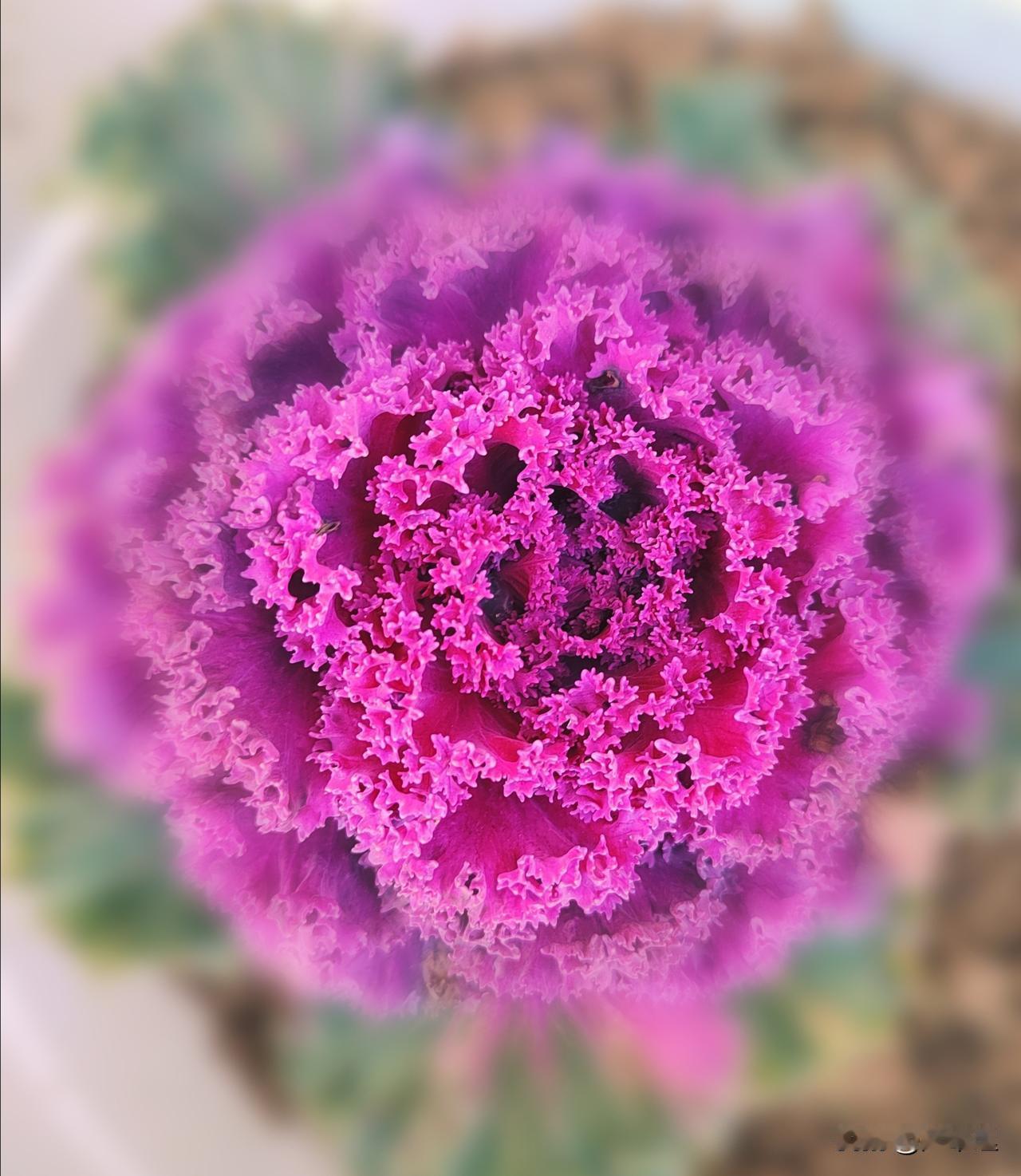 早上好！冬天一景，亦菜亦花，村院角落，随隅而安。