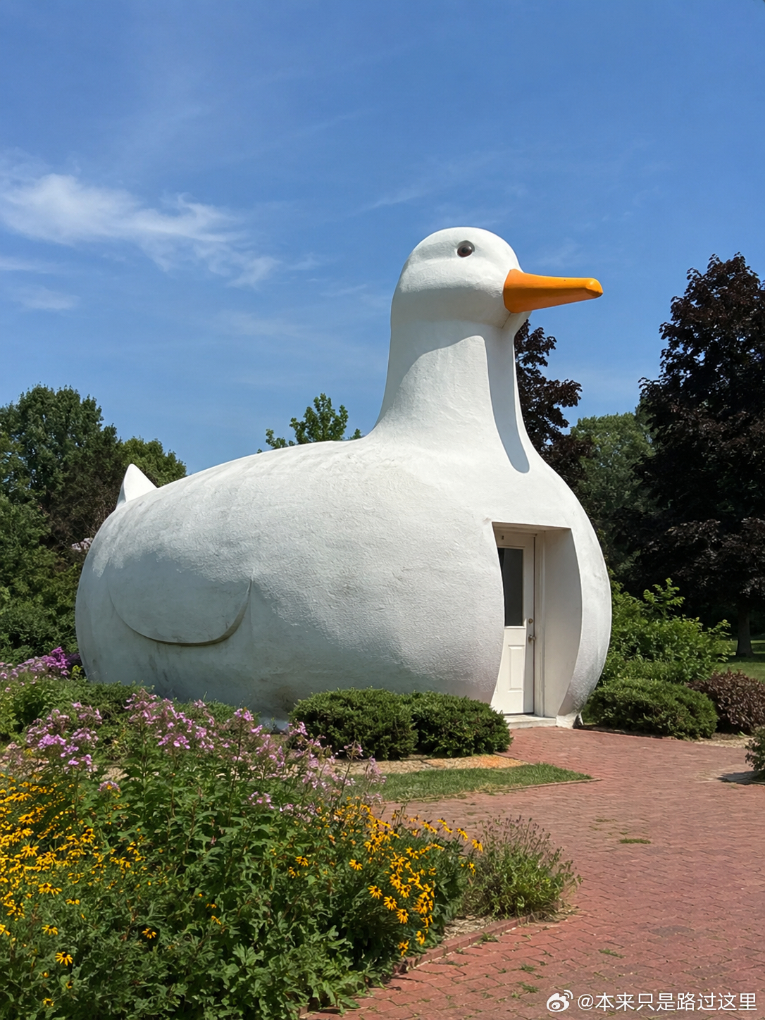 227 哪来的大鸭子房子？？🦆 
