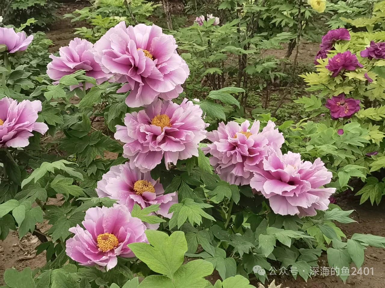 分享一张你养的花盛开的样子