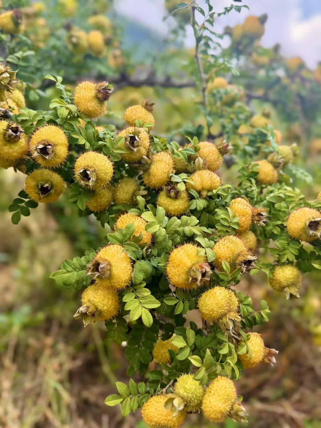 上证指数在护盘，围绕4000点上下来回做掩护，打出一个高开，看着指数挺稳的，其实