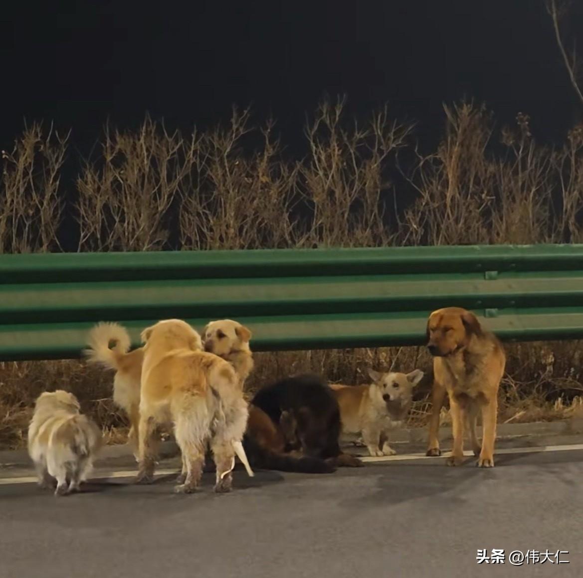 一、绝境中的团结求生
逃亡起因与过程
3月16日，7只来自长春同一村庄的家犬（含