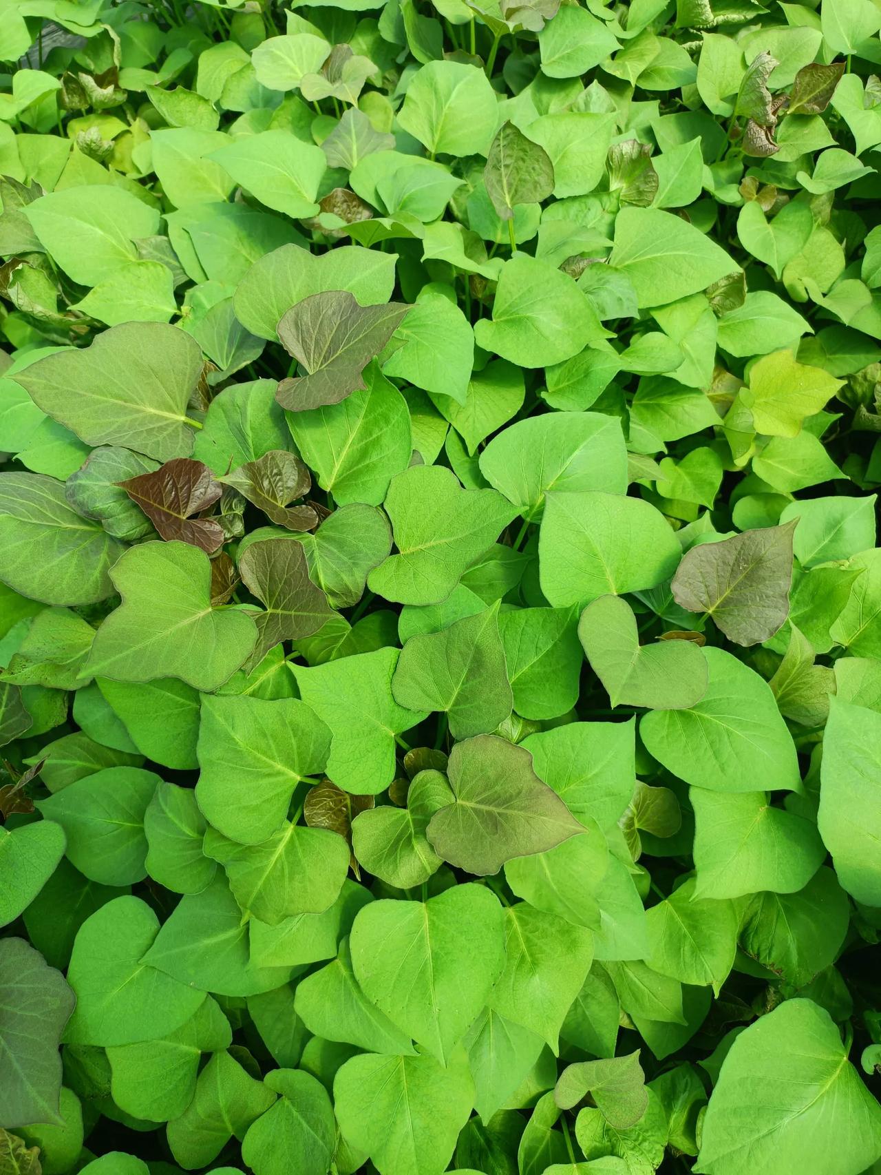 真的发现自己啥都做不好，
孩子学习不好。

虽然懂事善良，
不惹事，

但我焦虑