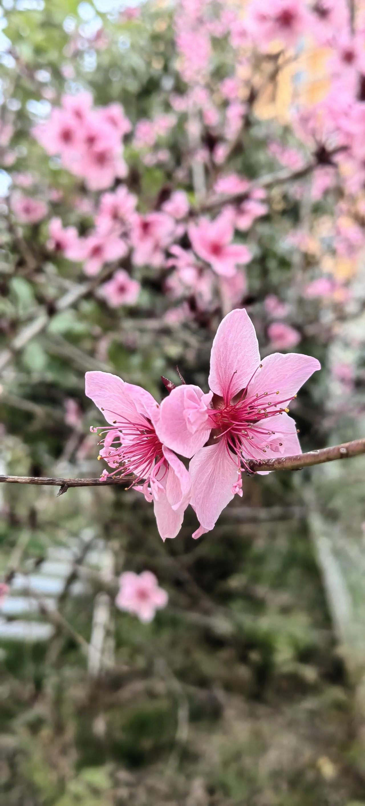 春去春来花开花落