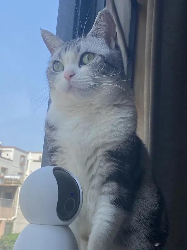 华为AI玩具“智能憨憨”开售即秒罄 华为这款399元的AI玩具“智能憨憨”太火了